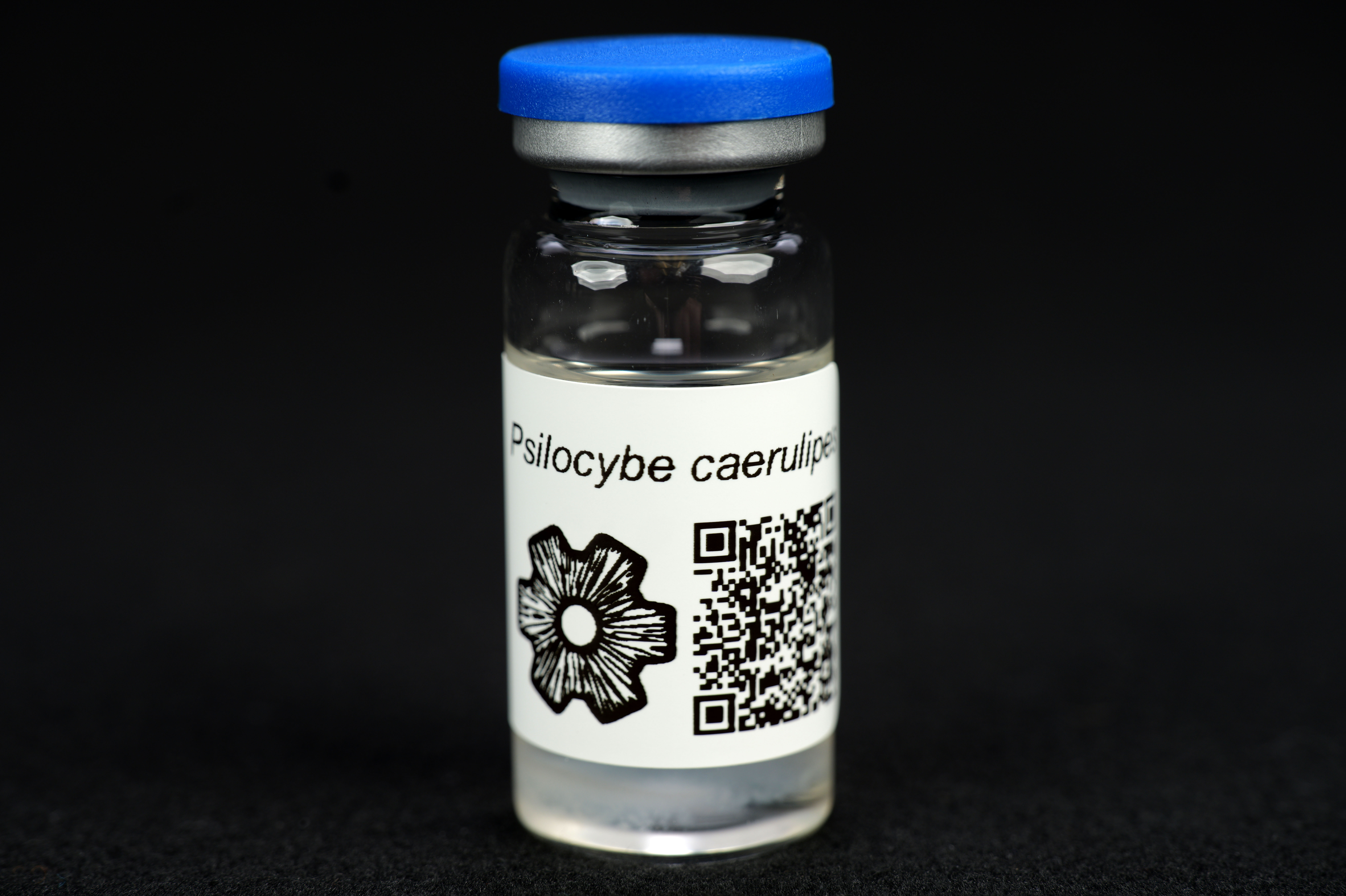Psilocybe caerulipes : MycoTrue(TM) Isolate Vial